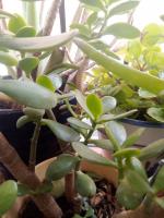 631227430:  en Toledo