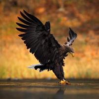 642108692: Chica busca chico en Huelva