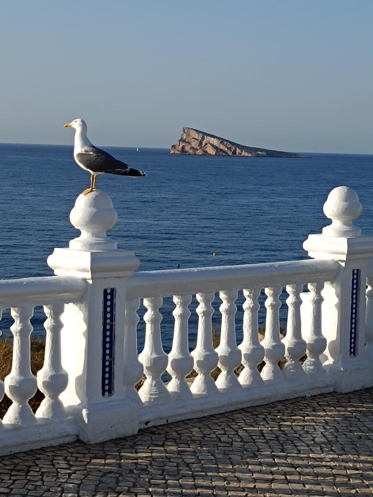 Chico busca chica en Valencia: 
